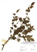 苦梅根木藏品圖，第1張